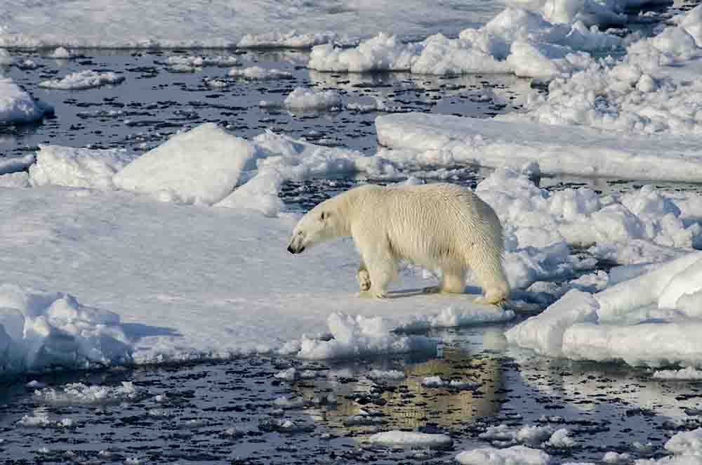 Oso Polar - islas Svalbard - Noruega 23.jpg